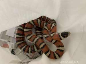 Safe & Effective Live Reptile Shipping: Expert Packing & Delivery Tips