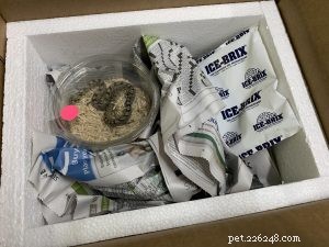 Safe & Effective Live Reptile Shipping: Expert Packing & Delivery Tips