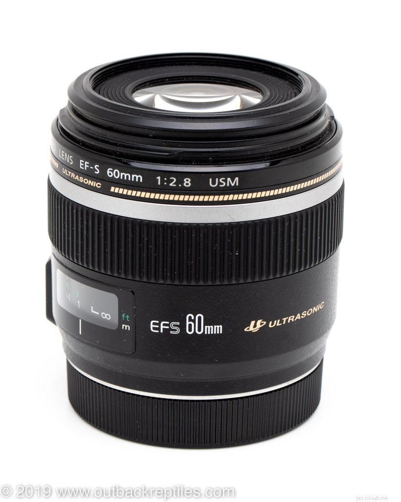 Canon 60mm Macro Lens Review – The Top Budget Choice for Reptile Photography