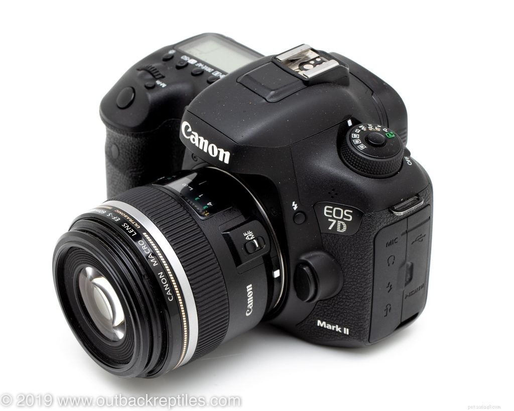Canon 60mm Macro Lens Review – The Top Budget Choice for Reptile Photography