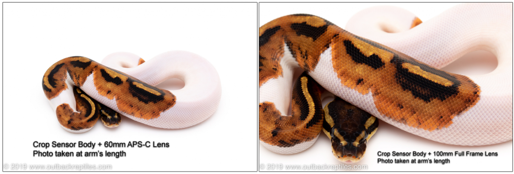 Canon 60mm Macro Lens Review – The Top Budget Choice for Reptile Photography