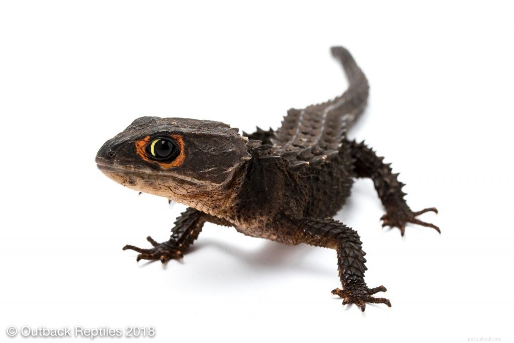 Essential Care Guide for Red‑Eyed Crocodile Skinks