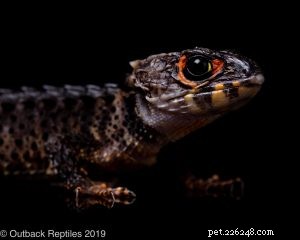 Essential Care Guide for Red‑Eyed Crocodile Skinks