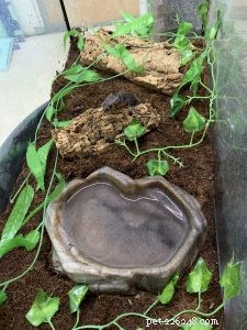 Essential Care Guide for Red‑Eyed Crocodile Skinks