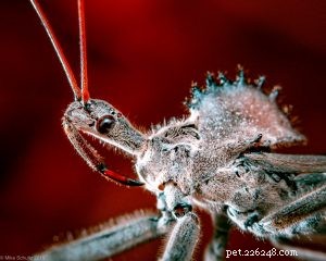 Canon 60mm Macro Lens Review – The Top Budget Choice for Reptile Photography