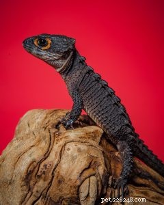 Essential Care Guide for Red‑Eyed Crocodile Skinks