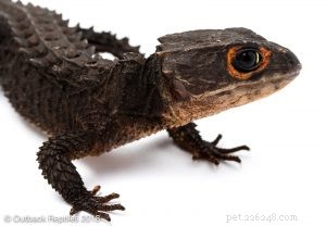 Essential Care Guide for Red‑Eyed Crocodile Skinks