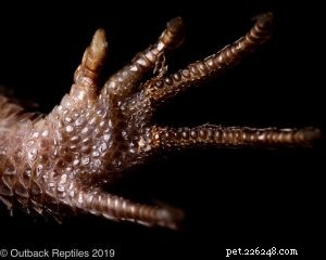 Essential Care Guide for Red‑Eyed Crocodile Skinks