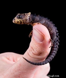 Essential Care Guide for Red‑Eyed Crocodile Skinks