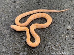 Tutorial: Master Reptile Photography with Your Smartphone – iPhone & Android Tips