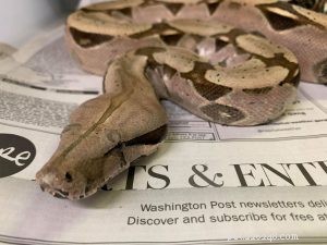 Tutorial: Master Reptile Photography with Your Smartphone – iPhone & Android Tips