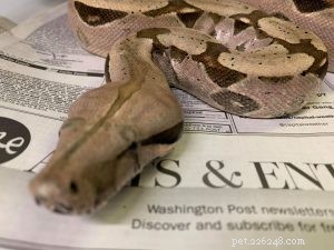 Tutorial: Master Reptile Photography with Your Smartphone – iPhone & Android Tips