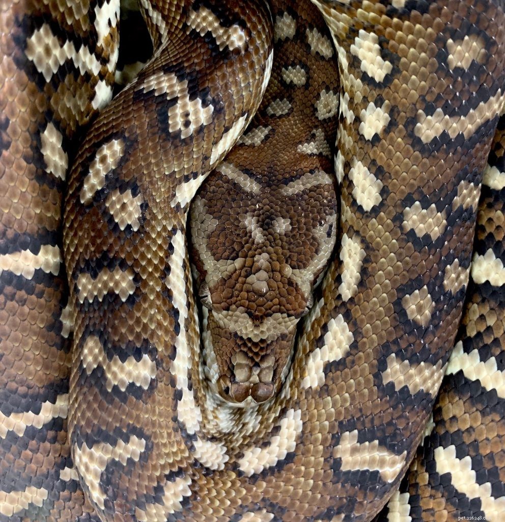 Tutorial: Master Reptile Photography with Your Smartphone – iPhone & Android Tips