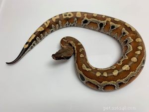 Tutorial: Master Reptile Photography with Your Smartphone – iPhone & Android Tips