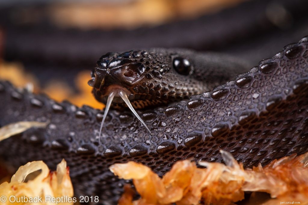 Premium Dragon Snakes (Xenodermus javanicus) Now Available for Sale