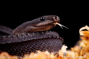 Premium Dragon Snakes (Xenodermus javanicus) Now Available for Sale
