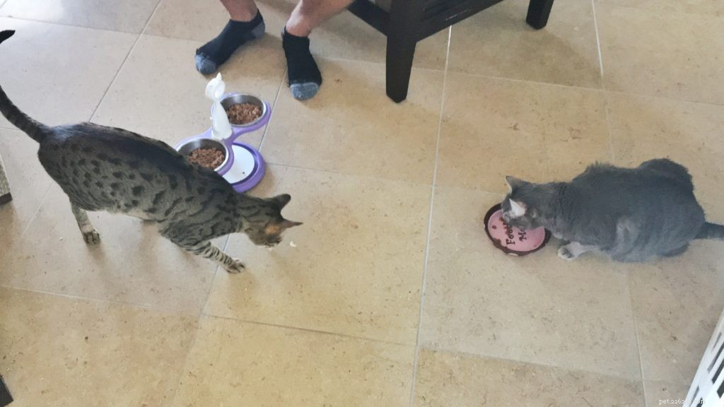 Gradual Cat Integration: A 12‑Month Journey to Harmony