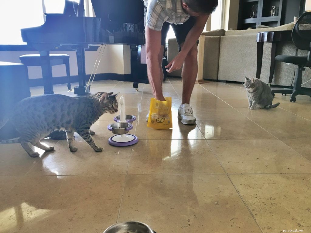Gradual Cat Integration: A 12‑Month Journey to Harmony
