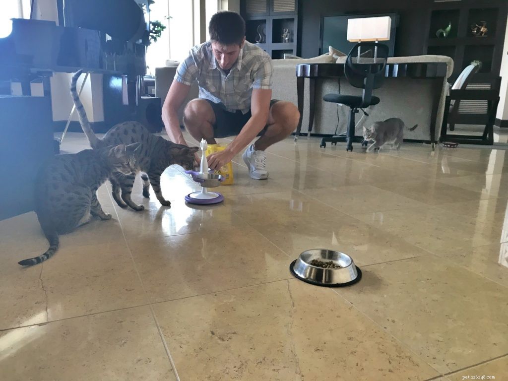 Gradual Cat Integration: A 12‑Month Journey to Harmony