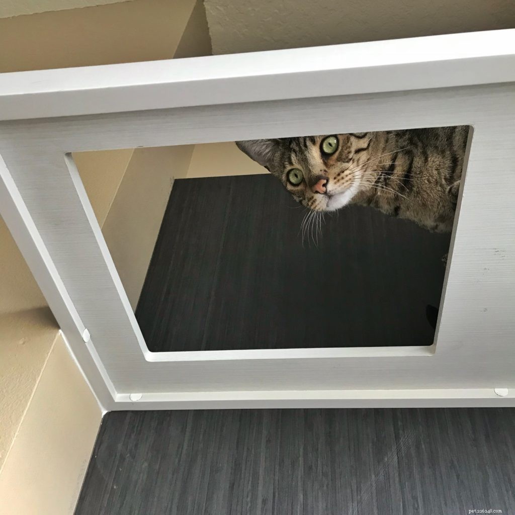 Custom Cat Shelves: Design, Build, and Install Your Perfect Feline Haven