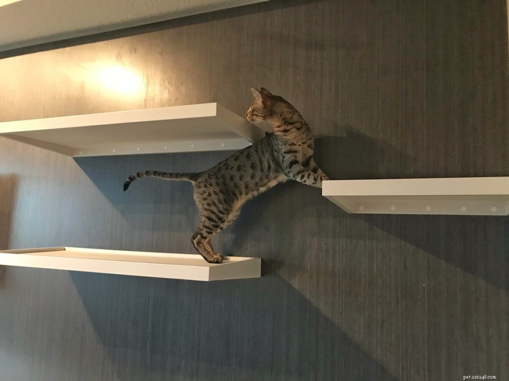 Custom Cat Shelves: Design, Build, and Install Your Perfect Feline Haven