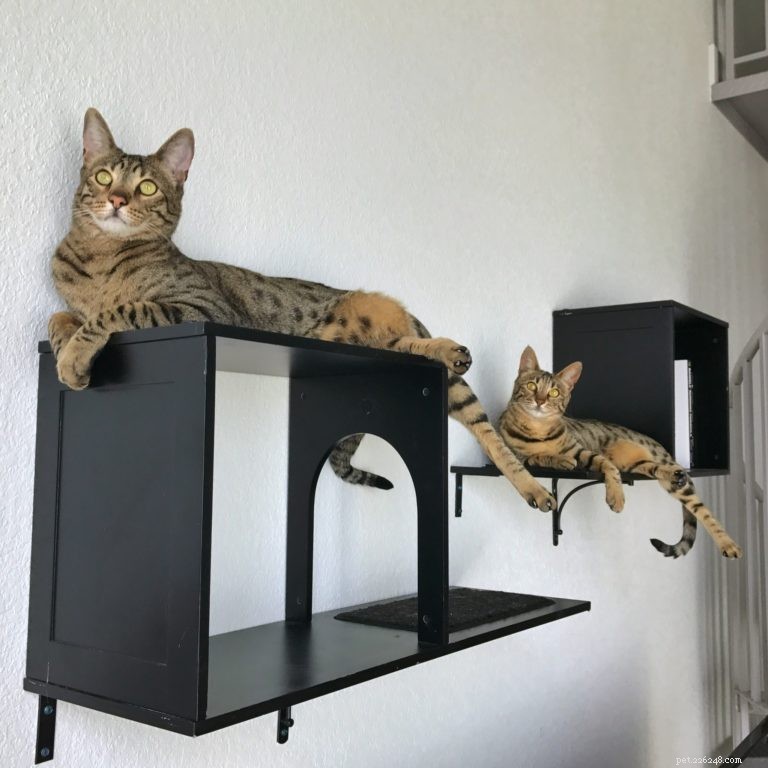 Custom Cat Shelves: Design, Build, and Install Your Perfect Feline Haven