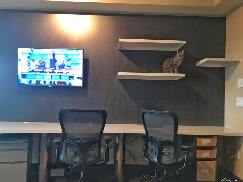 Custom Cat Shelves: Design, Build, and Install Your Perfect Feline Haven