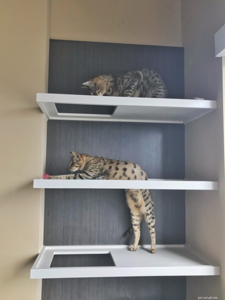 Custom Cat Shelves: Design, Build, and Install Your Perfect Feline Haven