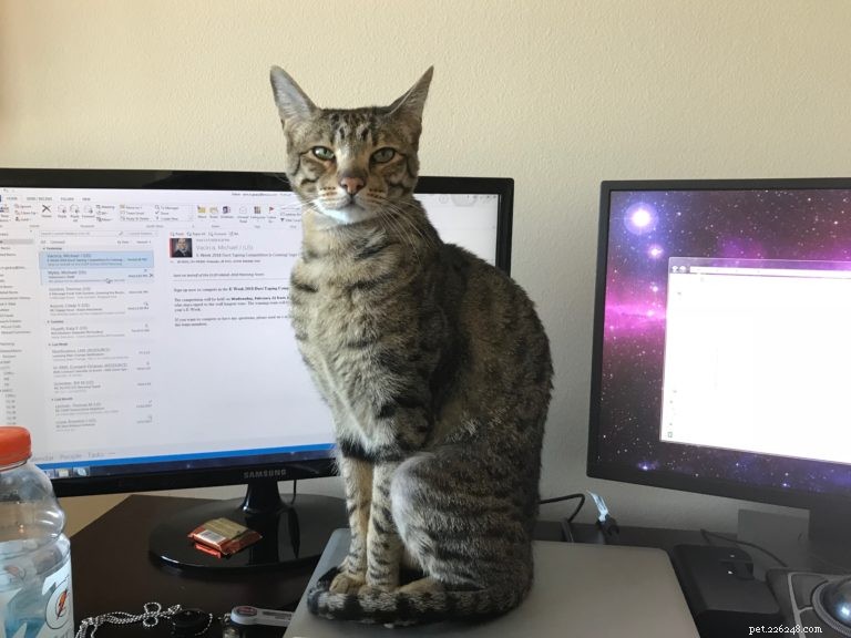 Custom Cat Shelves: Design, Build, and Install Your Perfect Feline Haven