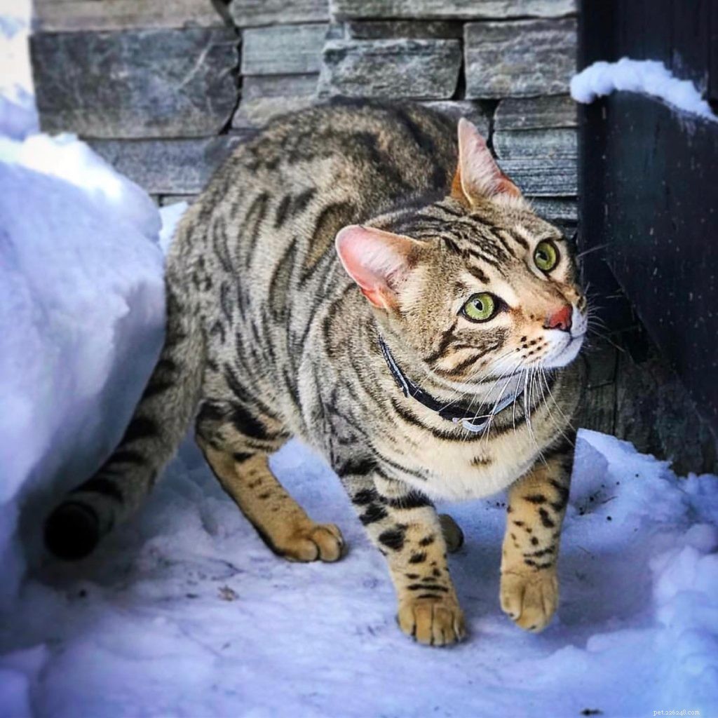 Savannah Cats vs. Bengals: Which Hybrid Breed Fits Your Lifestyle?