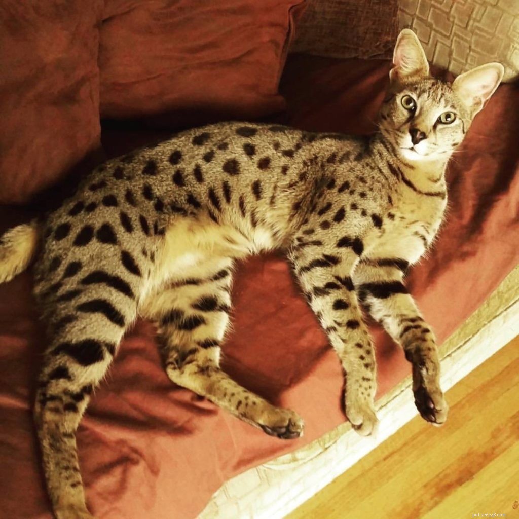 Savannah Cats vs. Bengals: Which Hybrid Breed Fits Your Lifestyle?