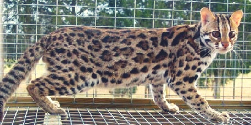 Savannah Cats vs. Bengals: Which Hybrid Breed Fits Your Lifestyle?