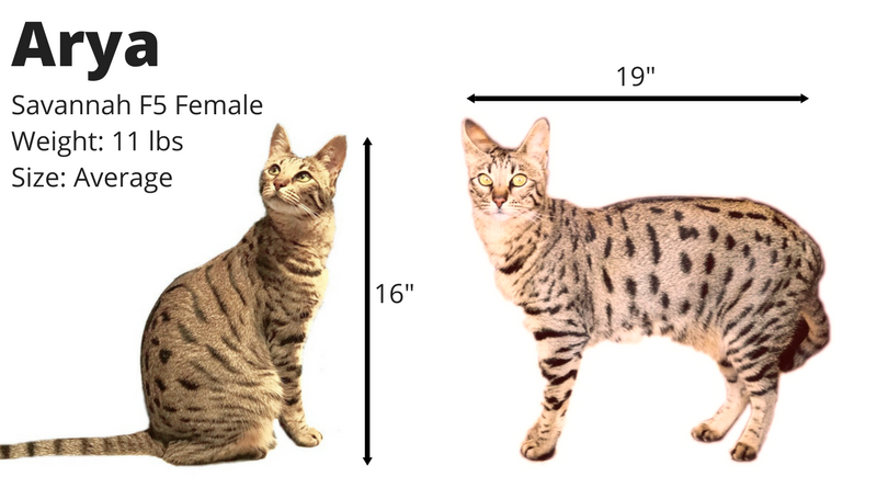 Introducing Arya: Savannah Cat, Safety Inspector & Playful Companion