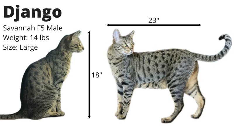 Meet Django: Your Cat-Tested Quality Assurance Expert