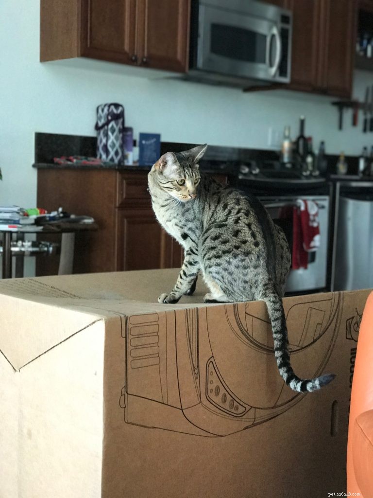 How to Set Up Your Litter Robot in 3 Easy Steps
