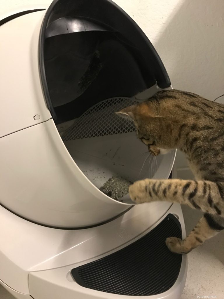 How to Set Up Your Litter Robot in 3 Easy Steps