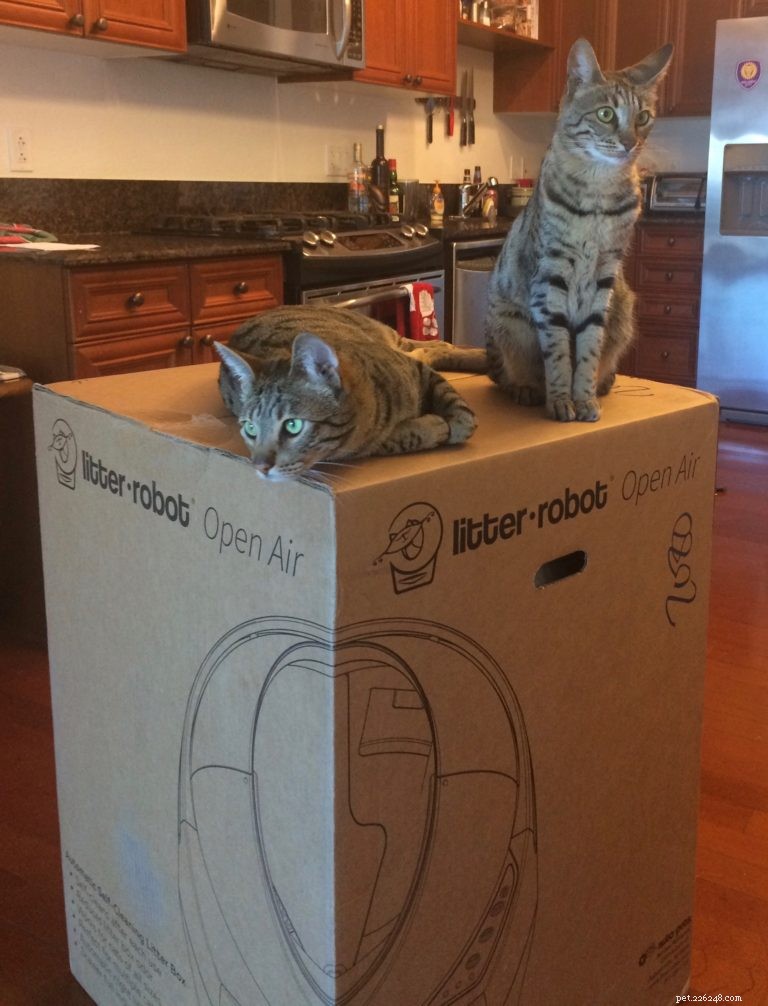 How to Set Up Your Litter Robot in 3 Easy Steps