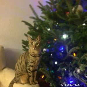 How Cats Celebrate Christmas: A Feline Festive Guide