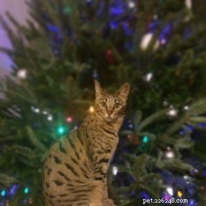 How Cats Celebrate Christmas: A Feline Festive Guide
