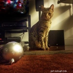 How Cats Celebrate Christmas: A Feline Festive Guide
