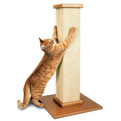 Modern Cat Essentials for Chic Small Apartment Living