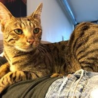 Is a Savannah Cat Right for You? Essential Considerations for New Owners