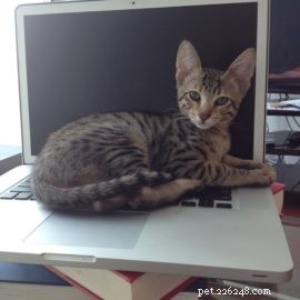 Is a Savannah Cat Right for You? Essential Considerations for New Owners