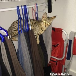 Is a Savannah Cat Right for You? Essential Considerations for New Owners