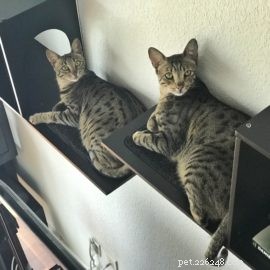 Is a Savannah Cat Right for You? Essential Considerations for New Owners