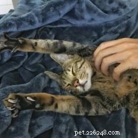 Is a Savannah Cat Right for You? Essential Considerations for New Owners