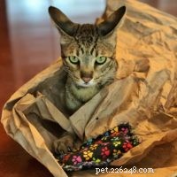 Is a Savannah Cat Right for You? Essential Considerations for New Owners