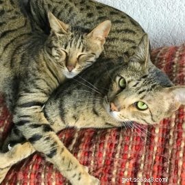 Is a Savannah Cat Right for You? Essential Considerations for New Owners