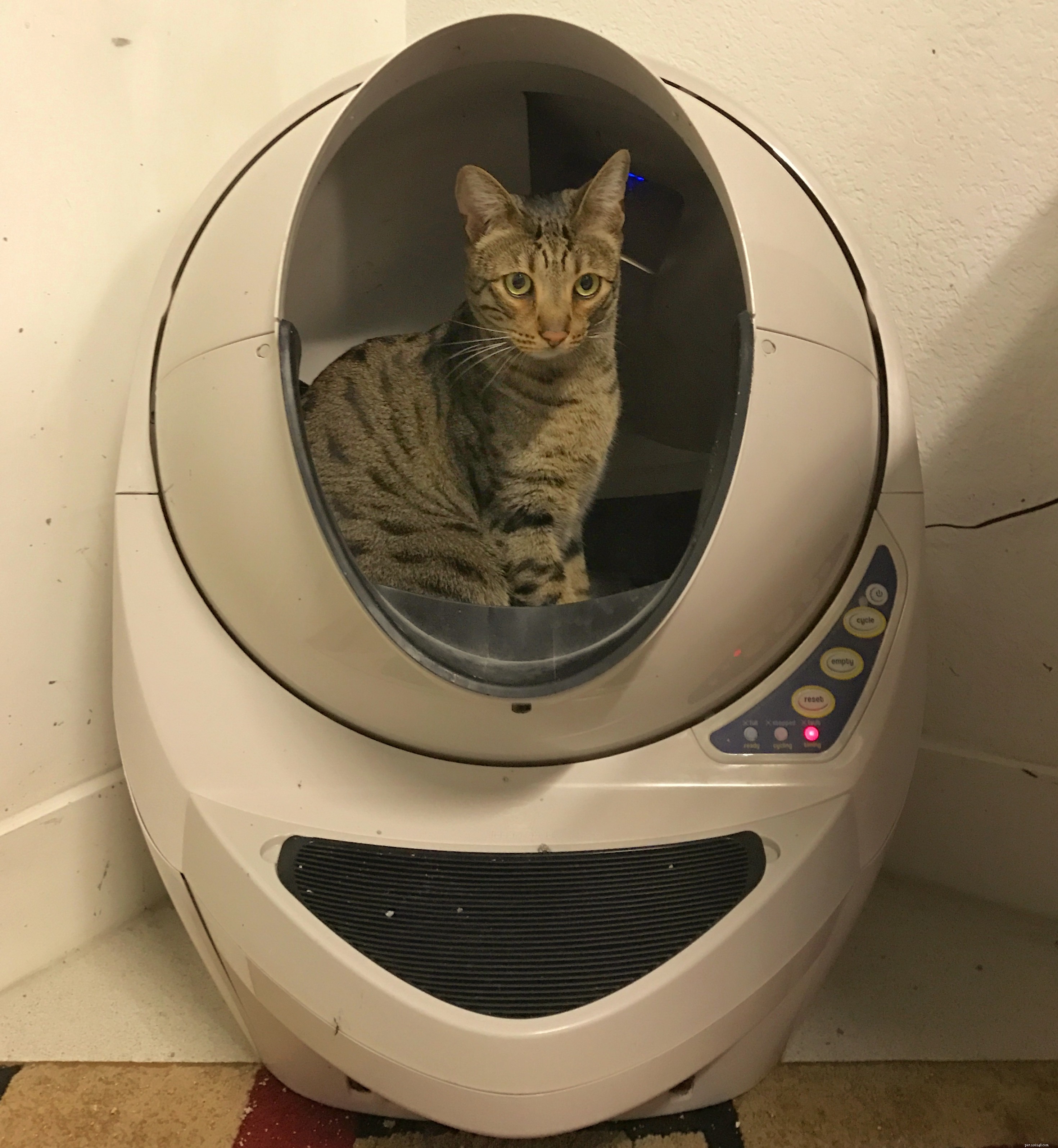 Top Litter Boxes for Savannah Cats: Size, Durability, and Design Explained