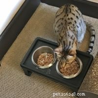 Seamlessly Introducing My Savannah Cats to a New Feline Companion